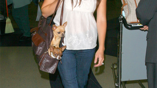 Katharine McPhee Hosts A Puppy Party In Her Purse
